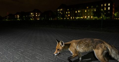 Foto: Juan A. Juarez